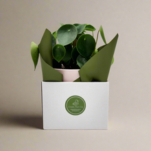 Load image into Gallery viewer, Assorted Plant Gift in 150mm Pot - Sydney Only