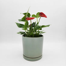 Load image into Gallery viewer, Anthurium Flamingo Flower - 150mm Ceramic Pot - Sydney Only