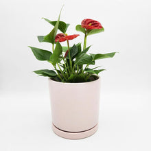 Load image into Gallery viewer, Anthurium Flamingo Flower - 150mm Ceramic Pot - Sydney Only