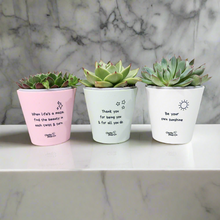 Load image into Gallery viewer, Trio Assorted Succulents in Positive Pots (11cmDx11cmH) - Sydney Only