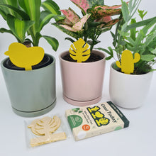 Load image into Gallery viewer, Gnat Today - Fungus Gnat Traps (Pack of 12) - Cheeky Plant Co.