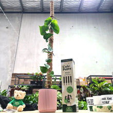 Load image into Gallery viewer, Support Your Plants - Trellis Bundle