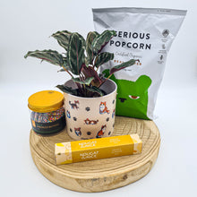 Load image into Gallery viewer, Cat Lovers - Pet Friendly Plant Gift Hamper - Sydney Only