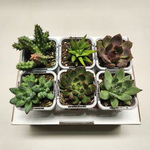 Load image into Gallery viewer, Succulent Starter Mixed Pack (6 Assorted Potted Succulents - 66mm)