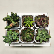 Load image into Gallery viewer, Succulent Starter Mixed Pack (6 Assorted Potted Succulents - 66mm)
