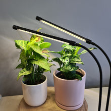 Load image into Gallery viewer, 2 Headed LED Indoor Plant Grow Lights - White - Cheeky Plant Co.