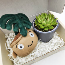 Load image into Gallery viewer, Monstera Plant Plushie & Succulent Gift Box