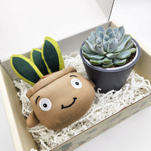 Load image into Gallery viewer, Snake Plant Plushie & Succulent Gift Box