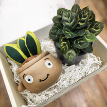 Load image into Gallery viewer, Plushie & Plant Gift Box