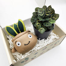 Load image into Gallery viewer, Plushie & Plant Gift Box