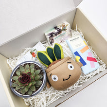 Load image into Gallery viewer, Happy Birthday - Succulent Hamper / Succulent Gift Box