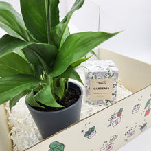 Load image into Gallery viewer, Peace Lily & Candle Gift Box