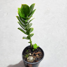 Load image into Gallery viewer, Zamioculcas zamiifolia / Zanzibar gem / ZZ Plant - 100mm