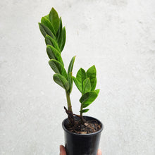 Load image into Gallery viewer, Zamioculcas zamiifolia / Zanzibar gem / ZZ Plant - 100mm