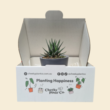 Load image into Gallery viewer, Assorted Potted Succulent Single