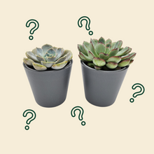 Load image into Gallery viewer, Assorted Potted Succulent Duo
