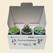 Load image into Gallery viewer, Assorted Potted Succulent Trio