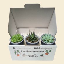 Load image into Gallery viewer, Assorted Potted Succulent Trio