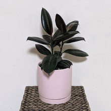 Load image into Gallery viewer, Ficus elastica Burgundy (Rubber Tree Plant) - 180mm Ceramic Pot - Sydney Only
