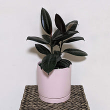 Load image into Gallery viewer, Ficus elastica Burgundy (Rubber Tree Plant) - 180mm Ceramic Pot - Sydney Only
