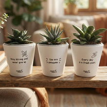 Load image into Gallery viewer, Trio Assorted Succulents in Positive Pots (11cmDx11cmH)
