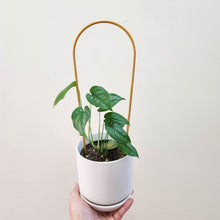 Load image into Gallery viewer, Gold Arch Plant Trellis (10x34cmH)