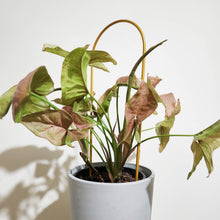 Load image into Gallery viewer, Gold Arch Plant Trellis (10x34cmH)