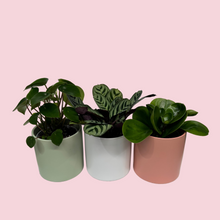Load image into Gallery viewer, Potted Plants Trio Set - 120mm Ceramic Pots - Sydney Only