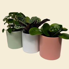 Load image into Gallery viewer, Potted Plants Trio Set - 120mm Ceramic Pots - Sydney Only