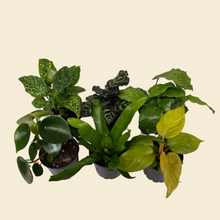 Load image into Gallery viewer, Indoor Plant Starters (Assorted Pack of 6) - 100mm - Sydney Only