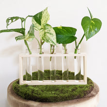 Load image into Gallery viewer, Propagation Station - 5 Tubes - Cheeky Plant Co.