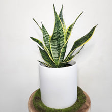 Load image into Gallery viewer, Sansevieria Trifasciata Superba / Mother-In-Law's Tongue - 210mm Ceramic Pot - Sydney Only