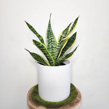 Load image into Gallery viewer, Sansevieria Trifasciata Superba / Mother-In-Law's Tongue - 210mm Ceramic Pot - Sydney Only