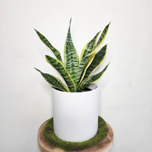 Load image into Gallery viewer, Sansevieria Trifasciata Superba / Mother-In-Law's Tongue - 210mm Ceramic Pot - Sydney Only