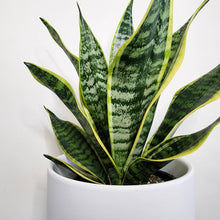 Load image into Gallery viewer, Sansevieria Trifasciata Superba / Mother-In-Law's Tongue - 210mm Ceramic Pot - Sydney Only