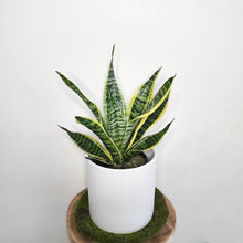 Load image into Gallery viewer, Sansevieria Trifasciata Superba / Mother-In-Law's Tongue - 210mm Ceramic Pot - Sydney Only
