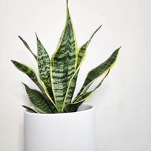 Load image into Gallery viewer, Sansevieria Trifasciata Superba / Mother-In-Law's Tongue - 210mm Ceramic Pot - Sydney Only
