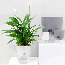 Load image into Gallery viewer, Self Watering Pot (15.3x18.2cmH)