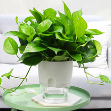 Load image into Gallery viewer, Self Watering Pot (15.3x18.2cmH)