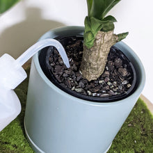 Load image into Gallery viewer, Watering Bottle - 500mL