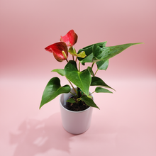 Load image into Gallery viewer, Anthurium with pink studio background
