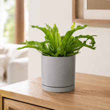 Load image into Gallery viewer, Assorted Indoor Plant in Sea Foam Ceramic Pot (18cmDx18.5cmH) - Sydney Only