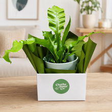 Load image into Gallery viewer, Assorted Indoor Plant in Sea Foam Ceramic Pot (18cmDx18.5cmH) - Sydney Only