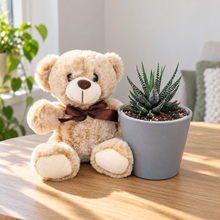 Load image into Gallery viewer, Teddy Bear & Succulent Gift Box