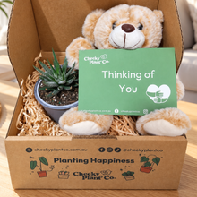 Load image into Gallery viewer, Teddy Bear & Succulent Gift Box