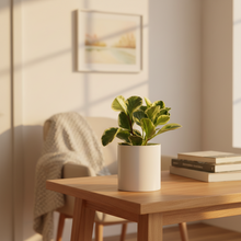 Load image into Gallery viewer, Plant Condolence Gift - Assorted Sympathy Plant - Sydney Only