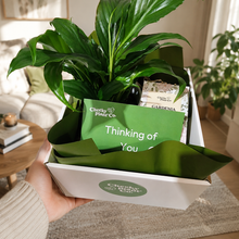 Load image into Gallery viewer, Heartfelt Condolences Gift - Peace Lily & Candle - Sydney Only