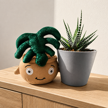 Load image into Gallery viewer, Cheeky Monstera Plant Plushie & Succulent Gift Box