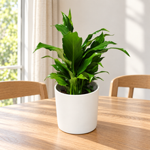 Load image into Gallery viewer, Spathiphyllum Stephanie Peace Lily - 120mm Ceramic Pot - Sydney Only
