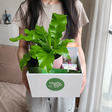Load image into Gallery viewer, Pink Housewarming Plant Gift Hamper - Sydney Only